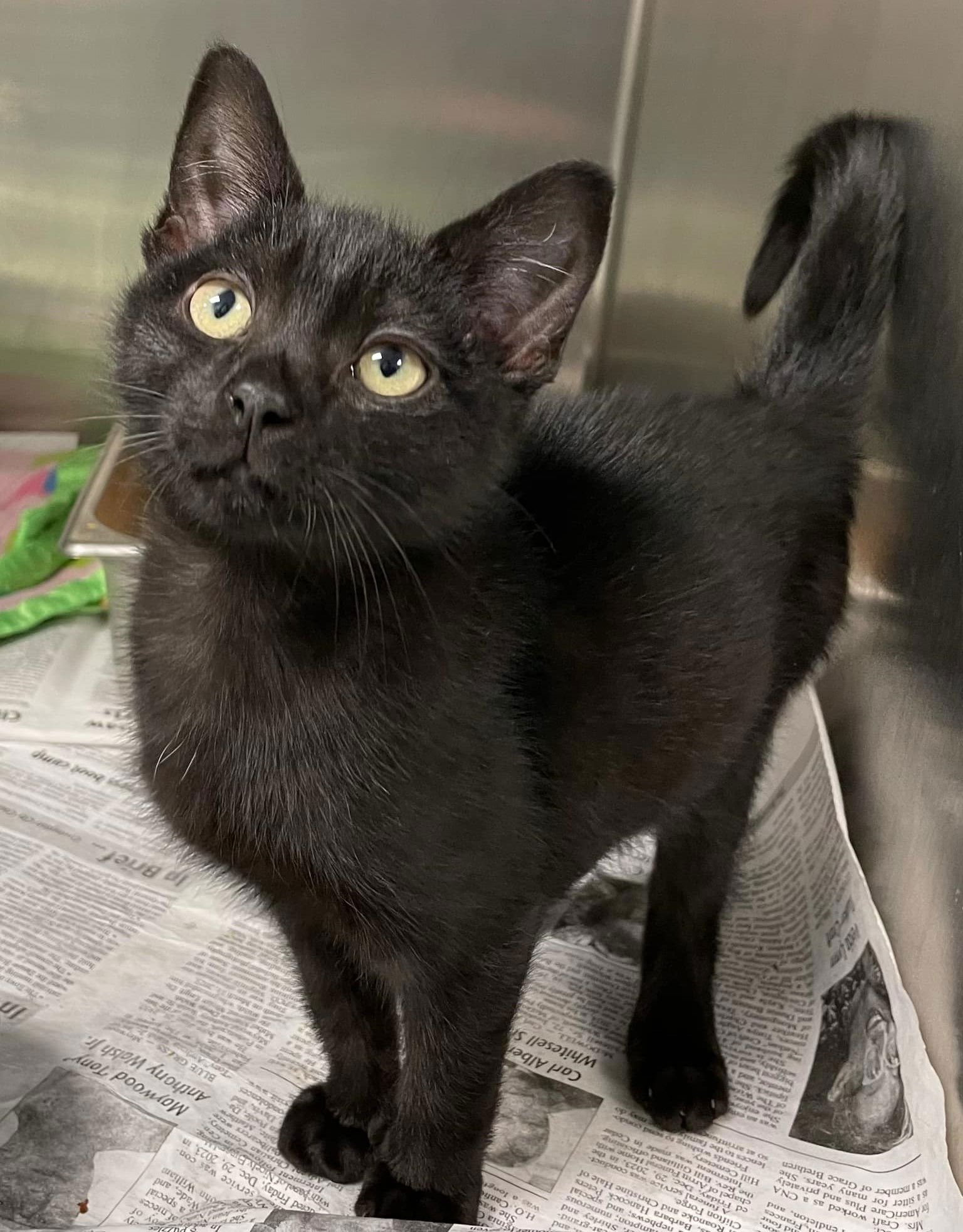 adoptable Cat in Covington, VA named Henry