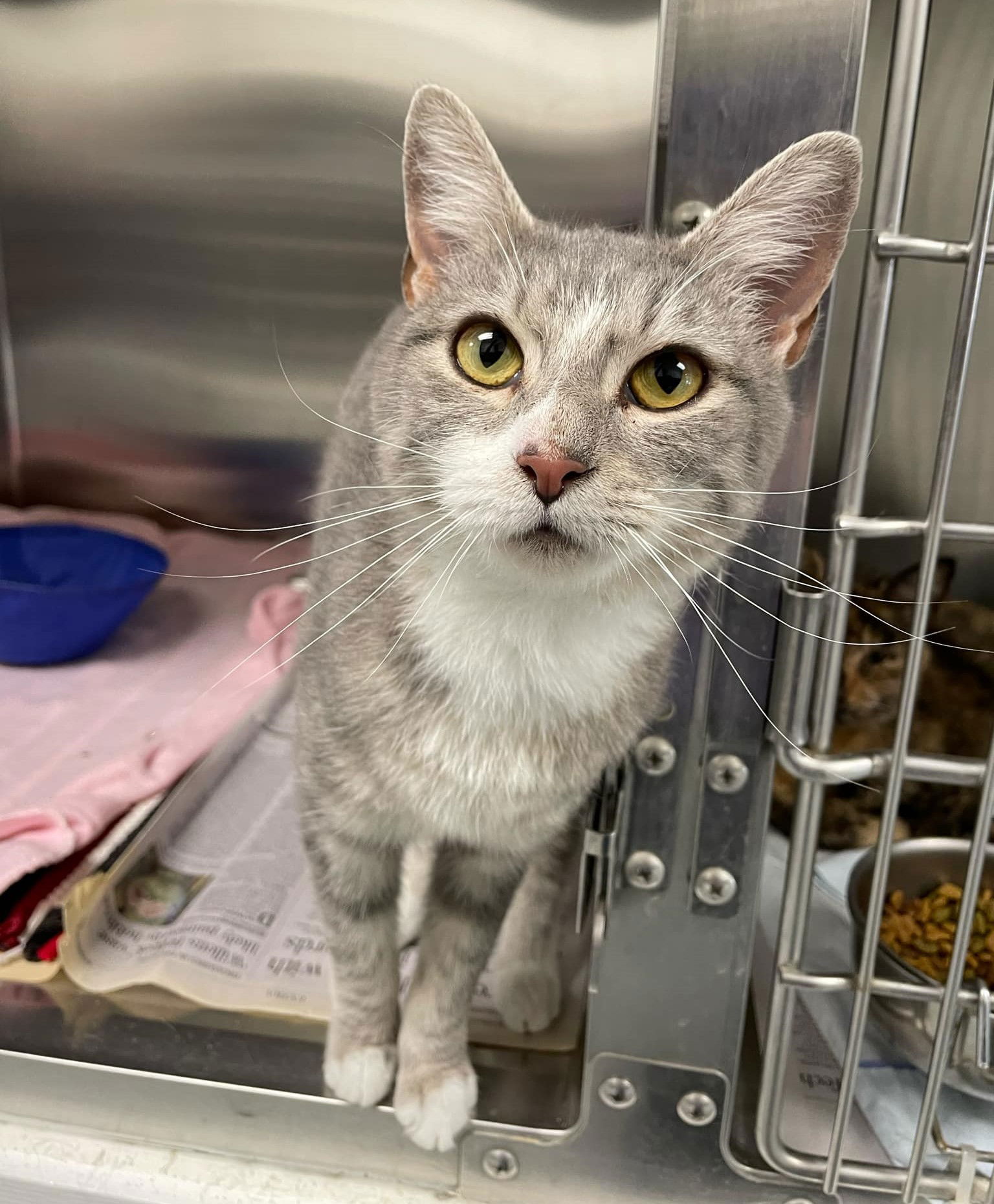 adoptable Cat in Covington, VA named Pearl