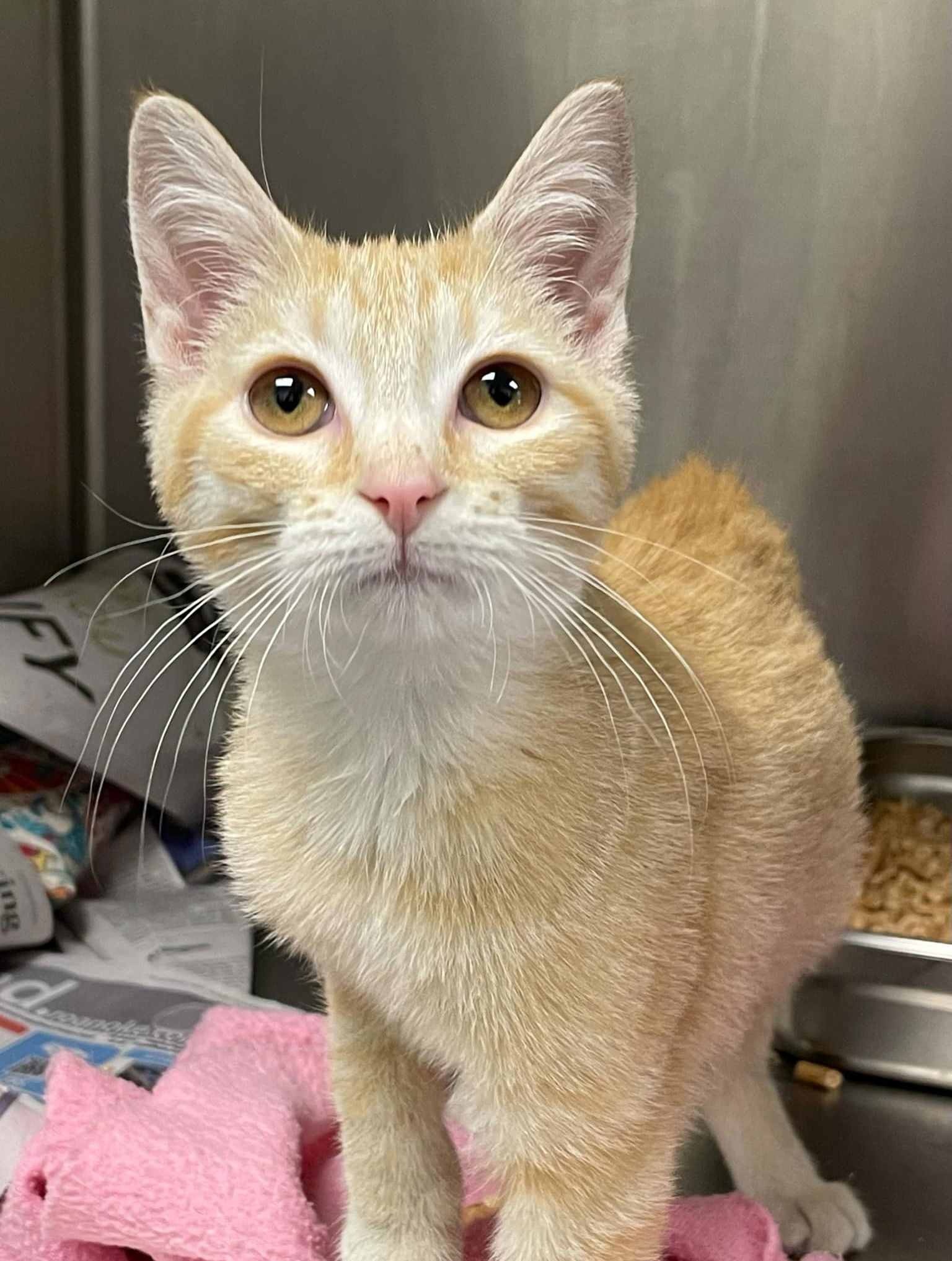 adoptable Cat in Covington, VA named Sherbet