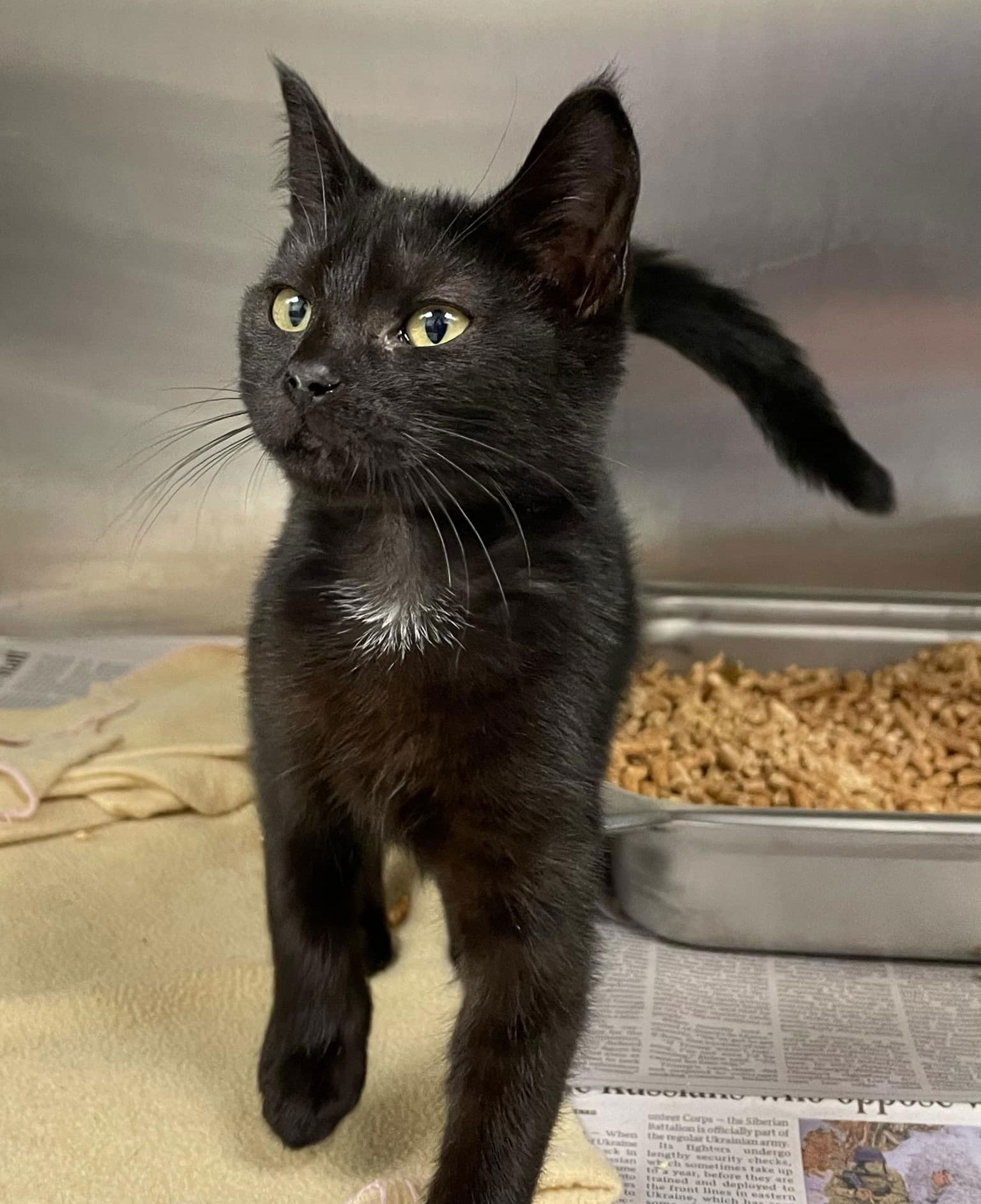 adoptable Cat in Covington, VA named Soot