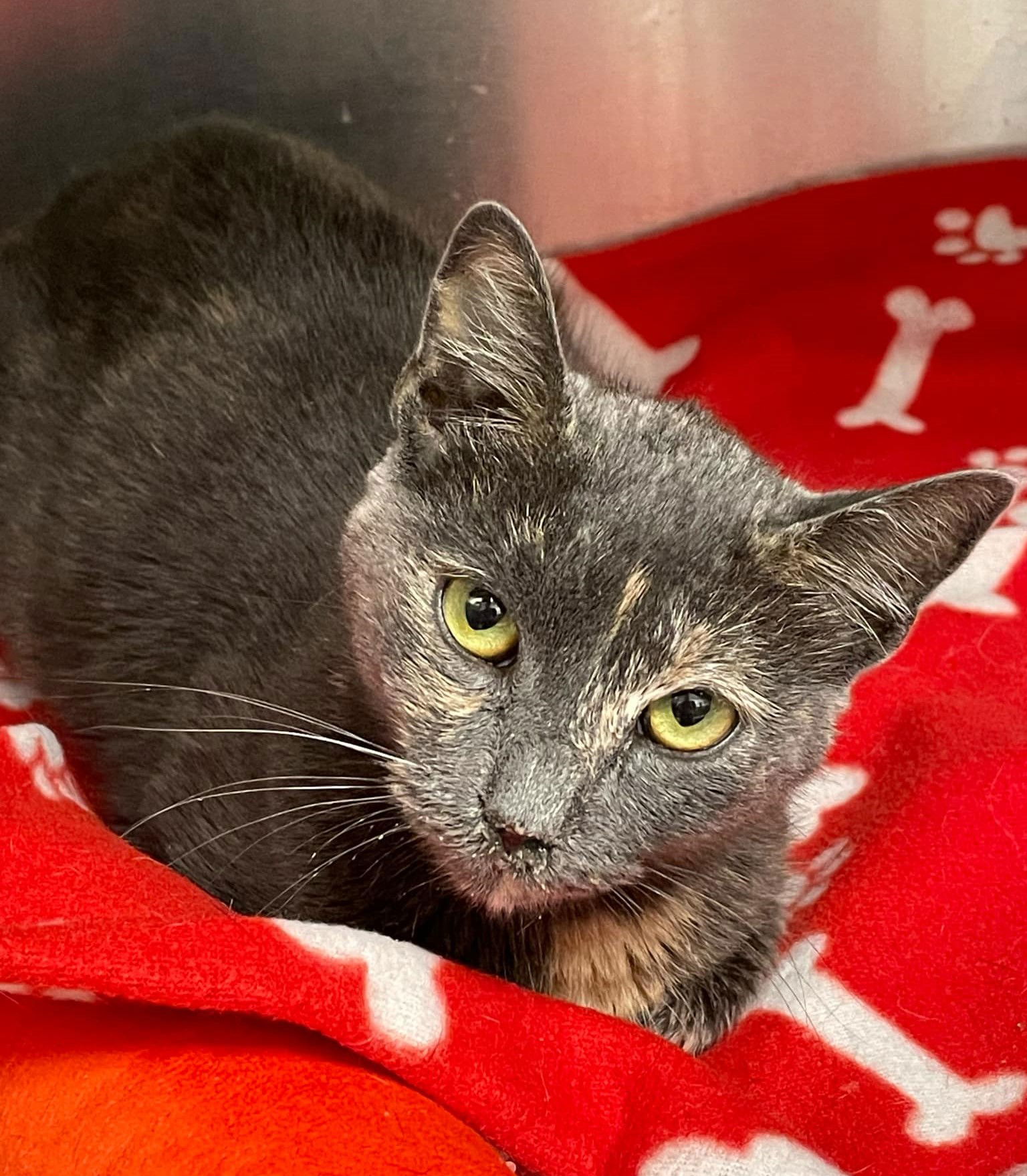 adoptable Cat in Covington, VA named Cammie