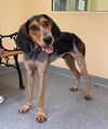adoptable Dog in covington, VA named Hank
