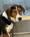 adoptable Dog in  named Benson
