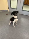 adoptable Dog in covington, VA named Luna