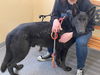 adoptable Dog in Covington, VA named Blue