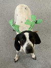 adoptable Dog in  named Abigail