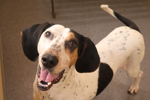 picture of the dog needing adoption
