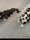 adoptable Dog in covington, VA named Goose
