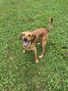 adoptable Dog in  named Copper