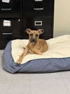 adoptable Dog in  named Jasmine