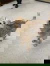 adoptable Dog in , VA named Colby