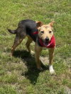 adoptable Dog in , VA named Amber