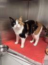 adoptable Cat in , VA named Margie