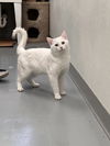 adoptable Cat in , VA named Chad