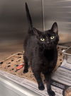 adoptable Cat in covington, VA named Diva
