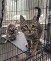 adoptable Cat in covington, VA named Jax