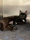 adoptable Cat in covington, VA named Yuri
