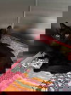 adoptable Cat in , VA named Billy