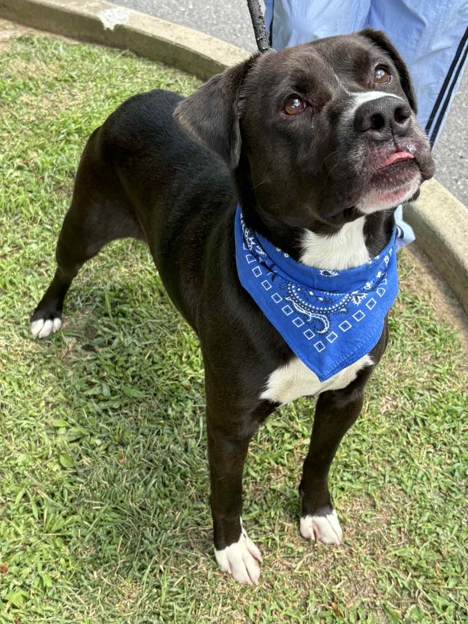 adoptable Dog in Covington, VA named Domino