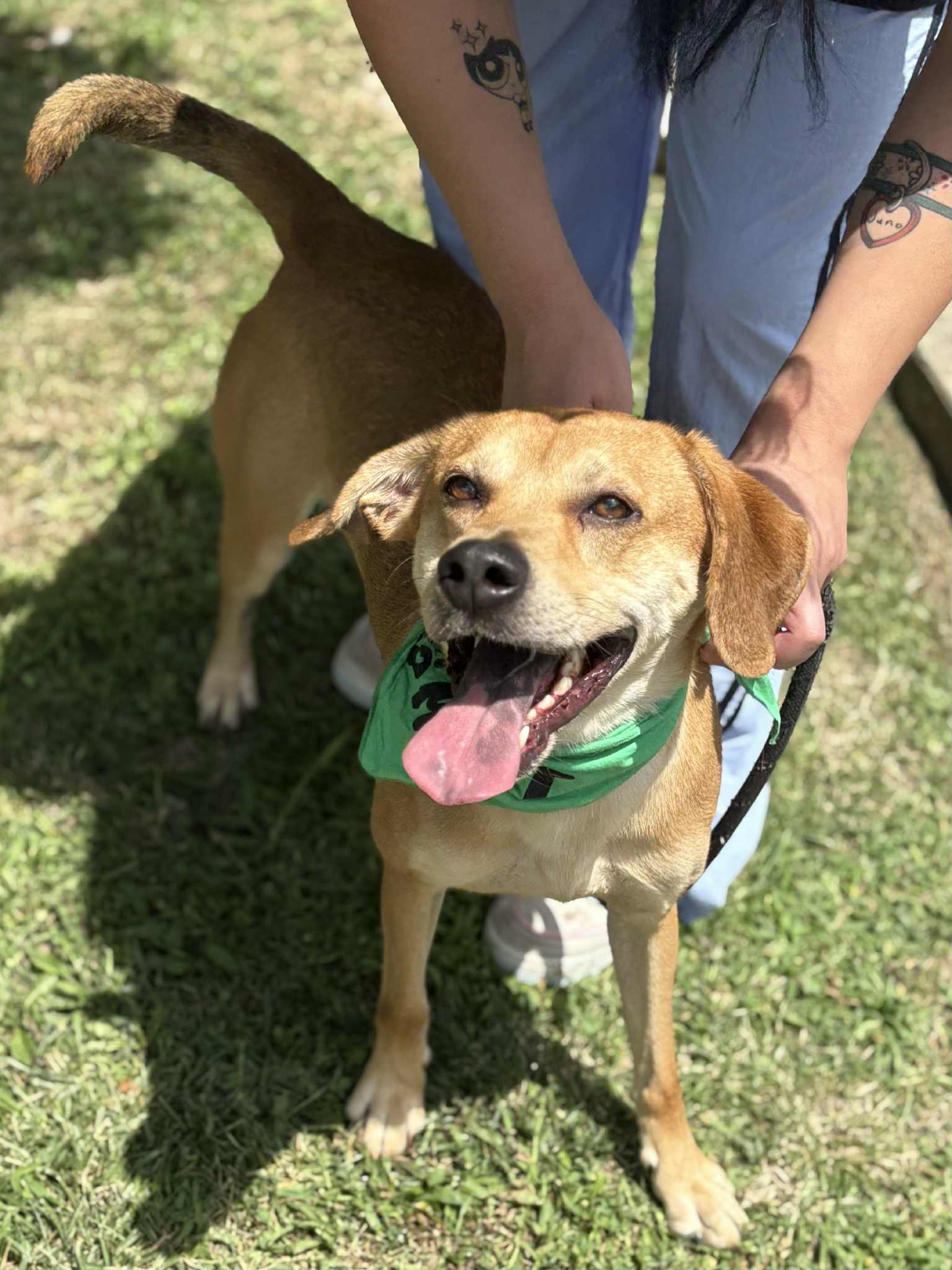 adoptable Dog in Covington, VA named Spinner