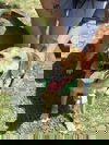 adoptable Dog in  named Spinner