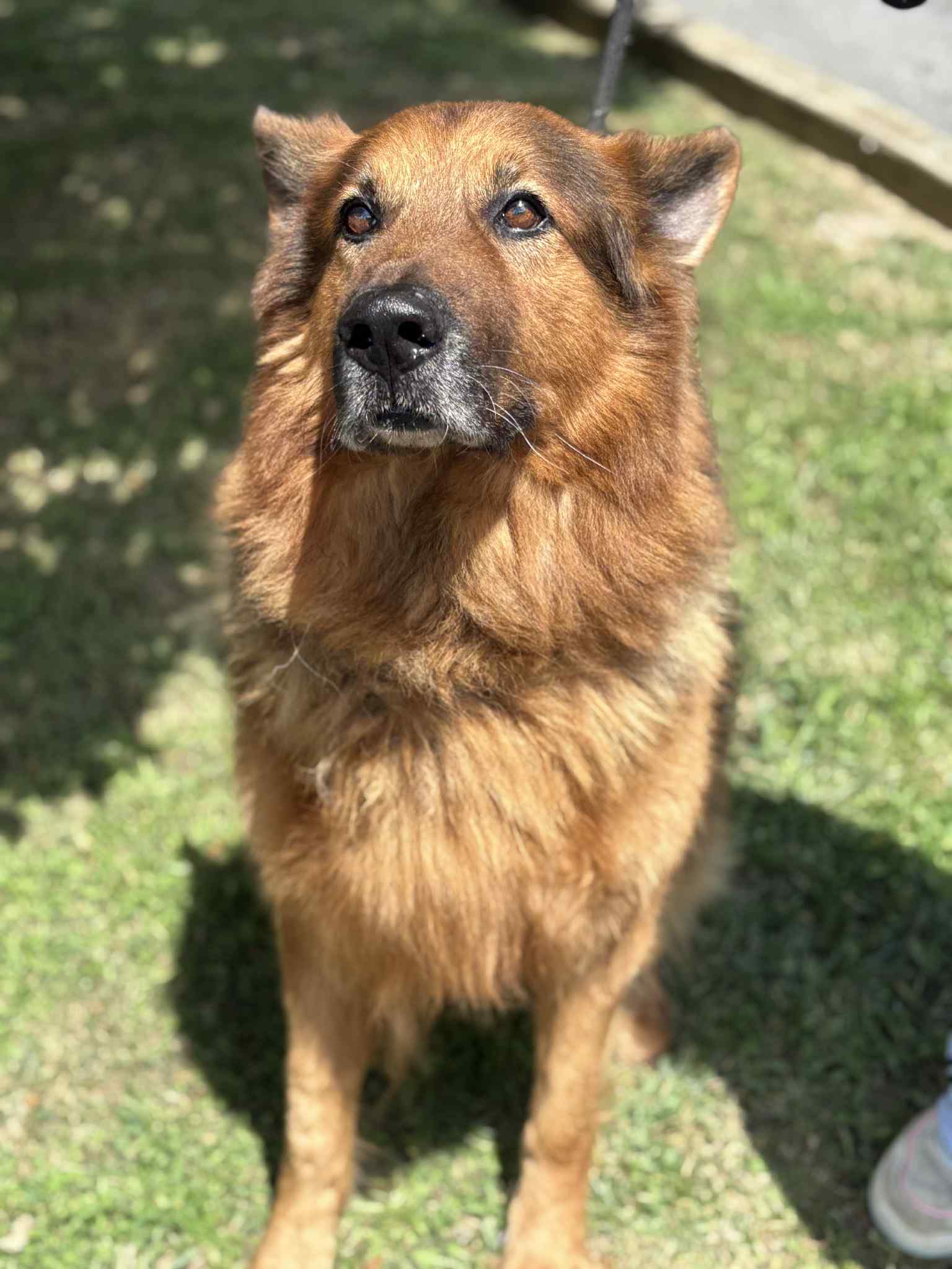 adoptable Dog in Covington, VA named Grizzly