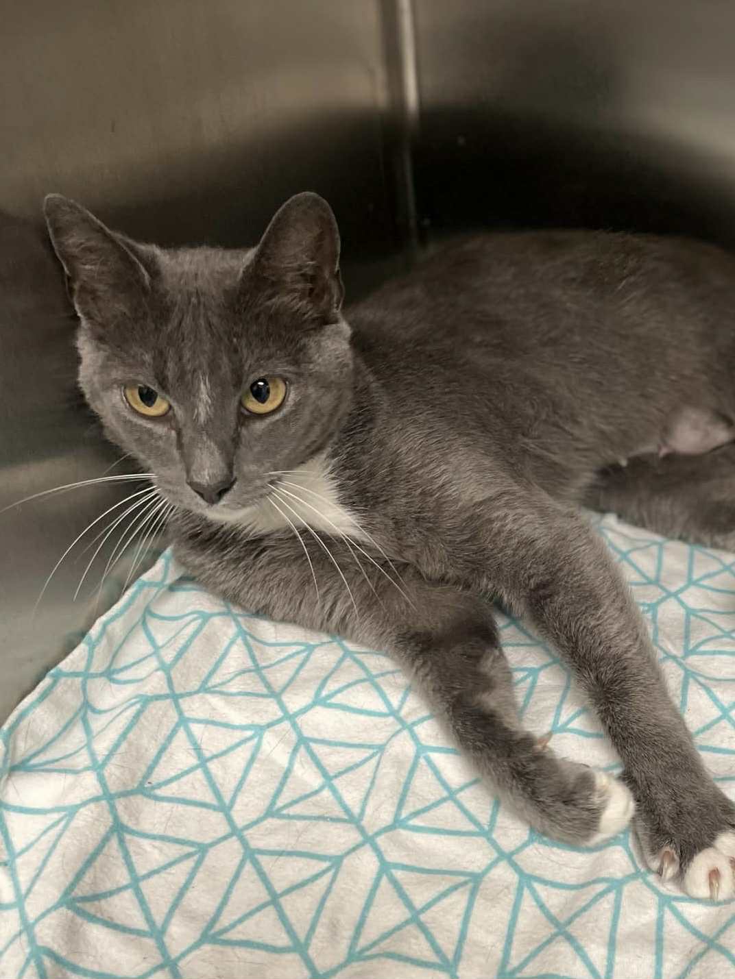 adoptable Cat in Covington, VA named Ophelia