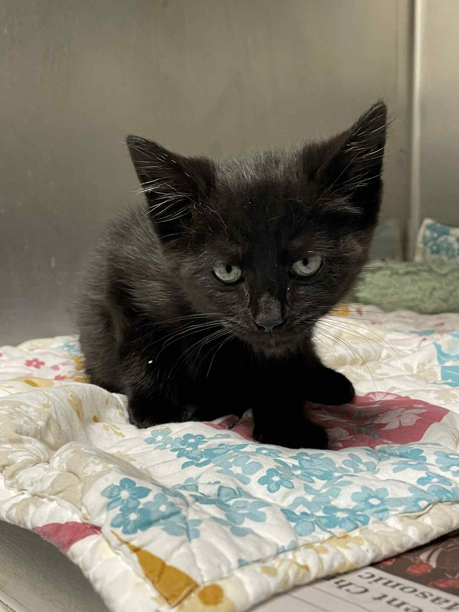 adoptable Cat in Covington, VA named Gale