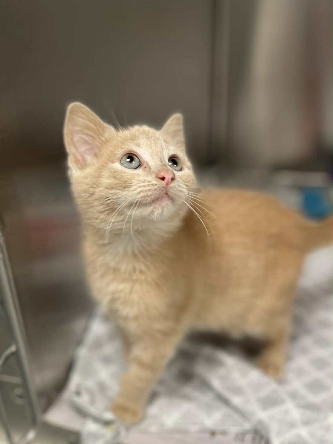 adoptable Cat in Covington, VA named Lewis