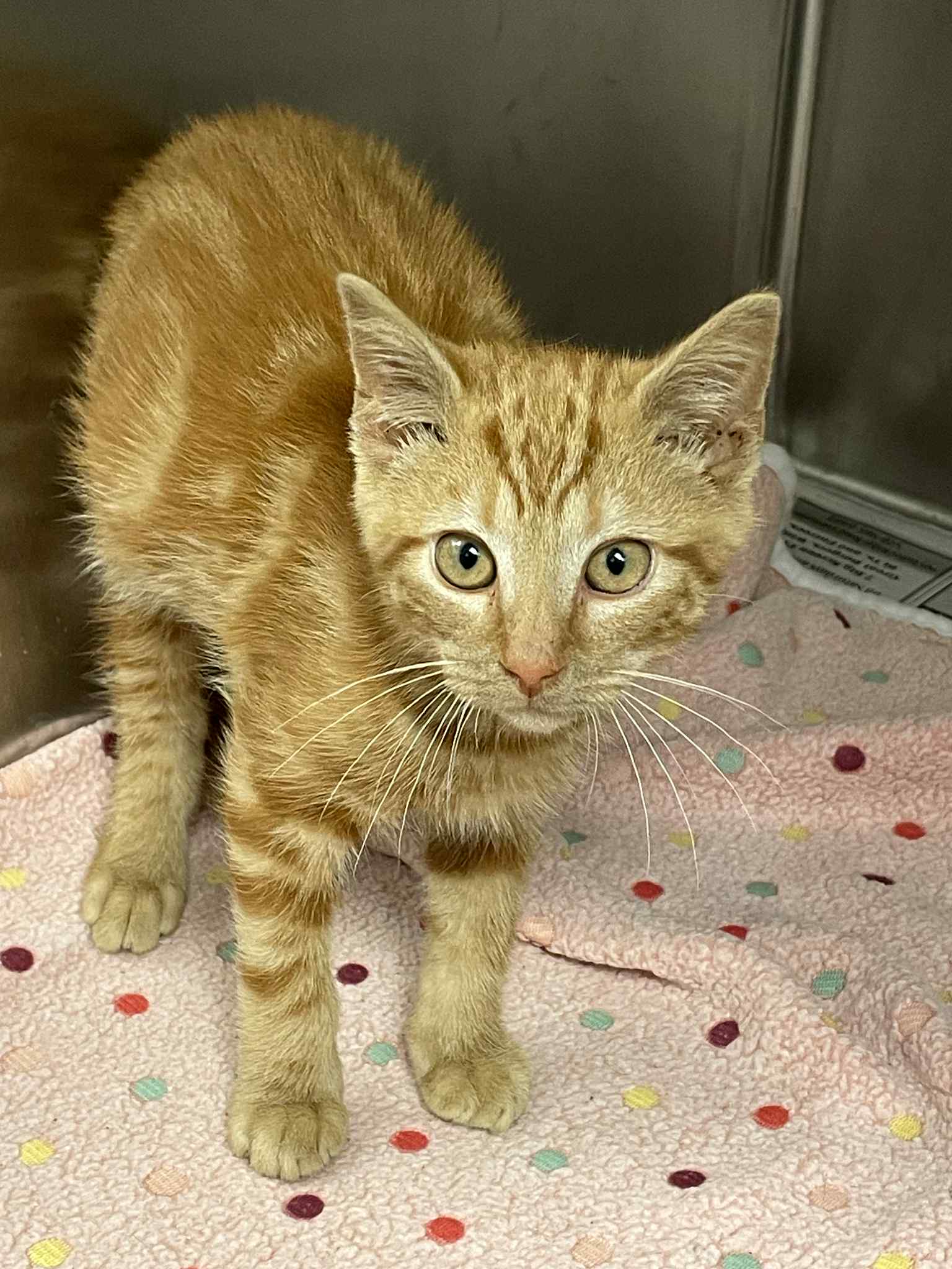 adoptable Cat in Covington, VA named Sunny