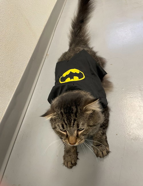 CHRISTIAN - Domestic Long Hair available for adoption