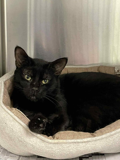 JAX - Domestic Short Hair available for adoption