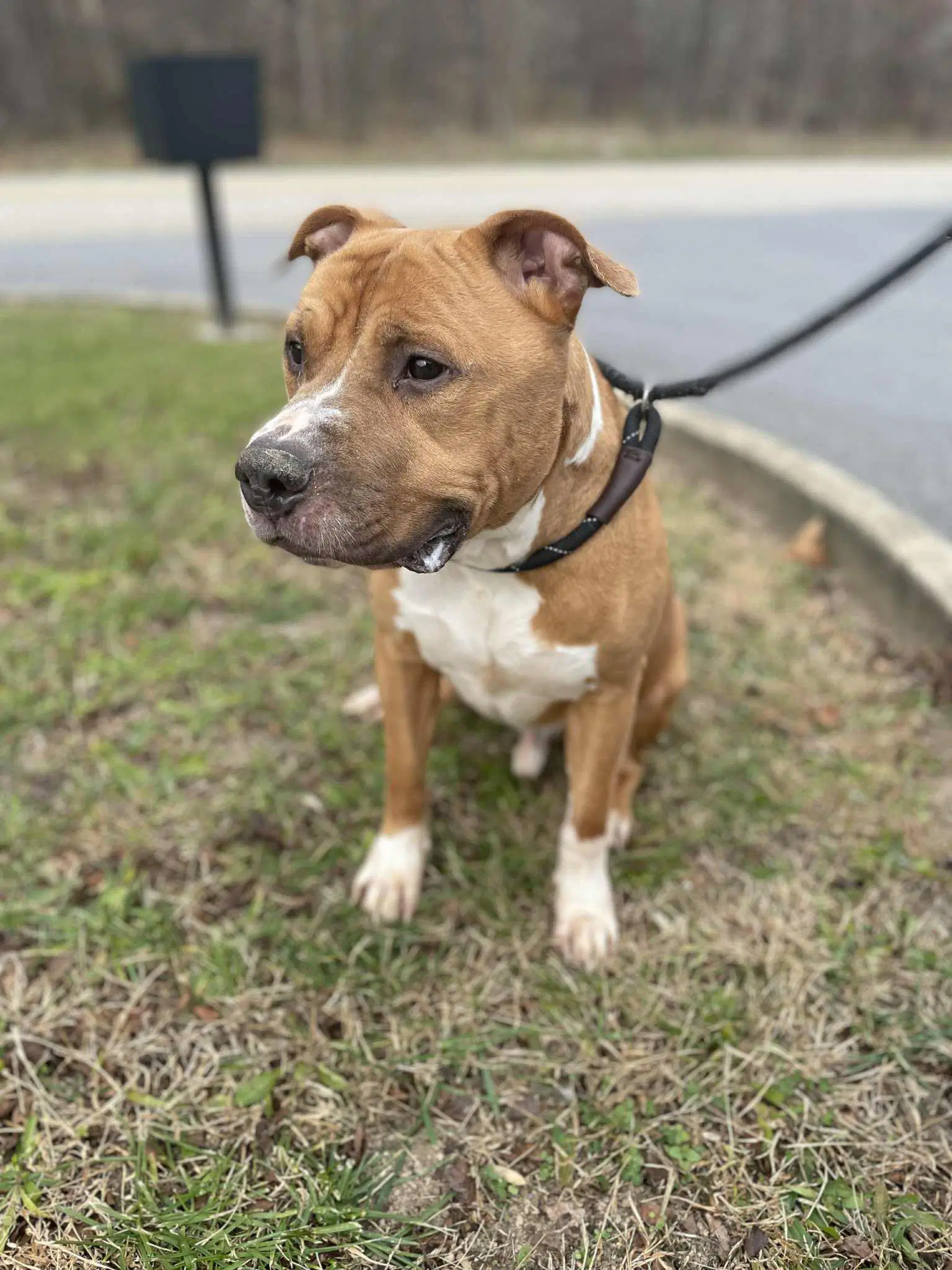 Rey - Pit Bull Terrier
