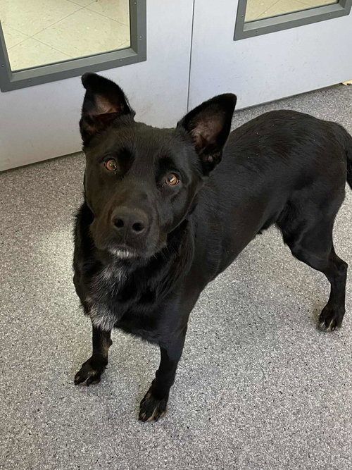 picture of the dog needing adoption