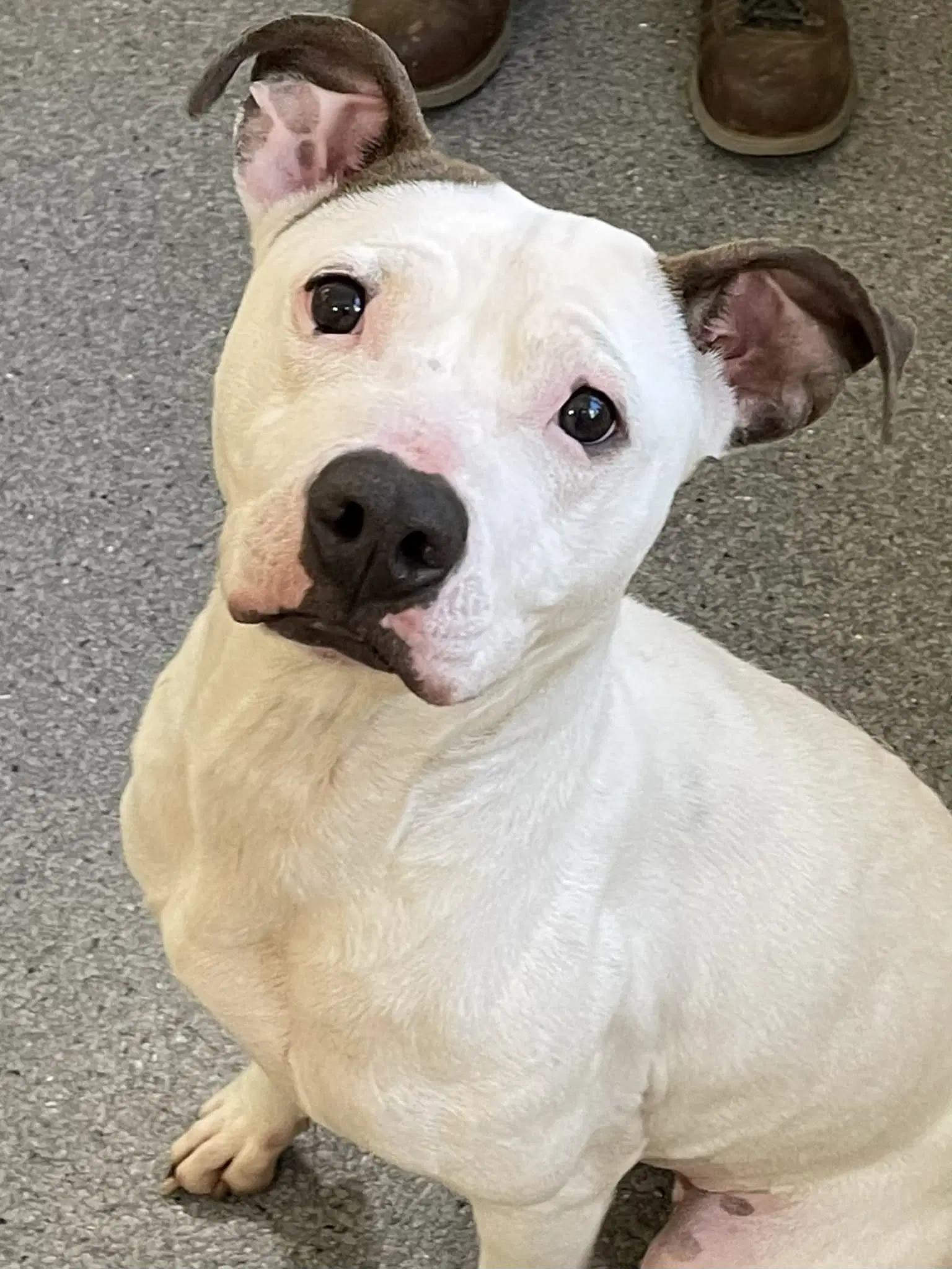 Brittney - Pit Bull Terrier