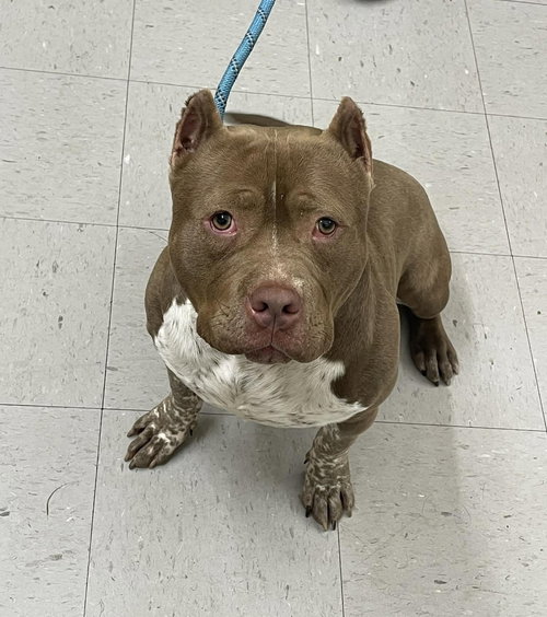 Handsome, an adoptable Pit Bull Terrier in Low Moor, VA