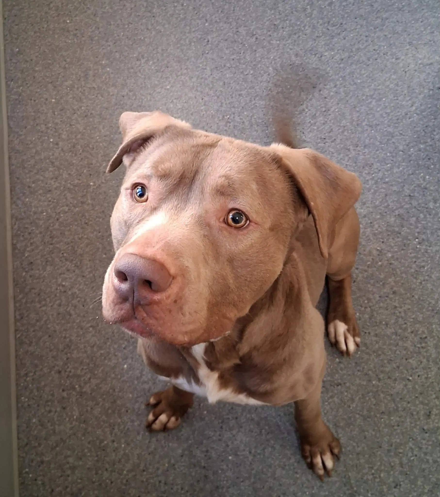 Hugo - Pit Bull Terrier