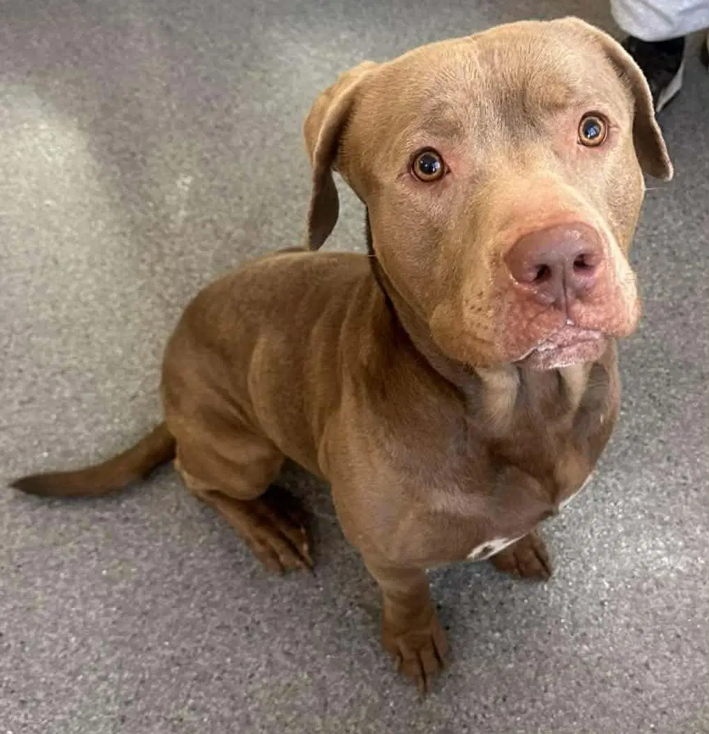 Ronnie - Pit Bull Terrier