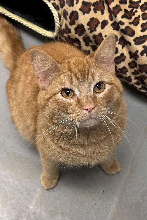 Carver, an adoptable Domestic Short Hair in Low Moor, VA
