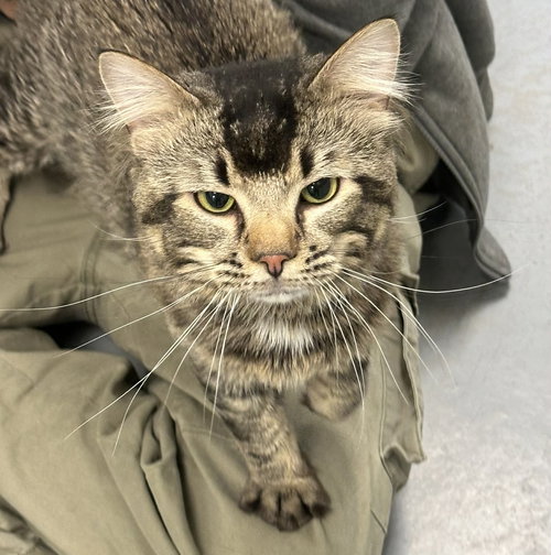 Tyson, an adoptable Domestic Short Hair in Low Moor, VA