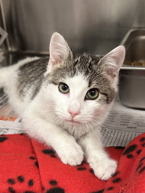 Cedar, an adoptable Domestic Short Hair in Low Moor, VA
