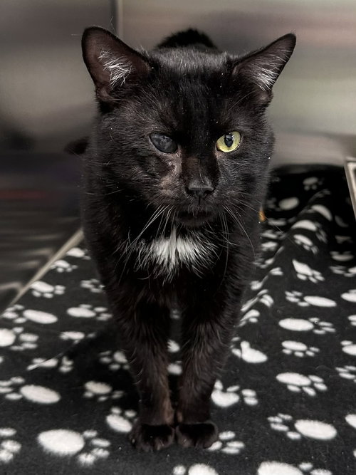 Salem, an adoptable Domestic Short Hair in Low Moor, VA
