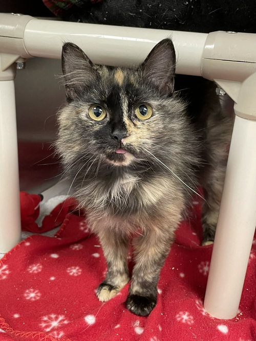 Squeak, an adoptable Domestic Medium Hair in Low Moor, VA