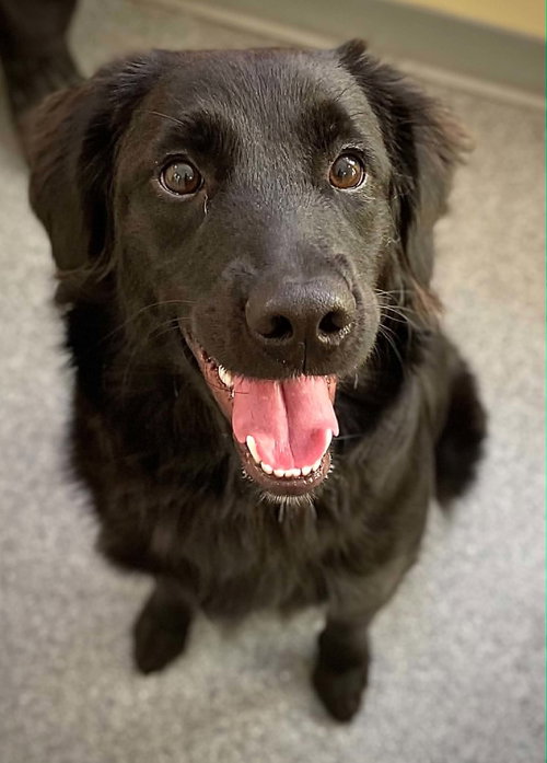 Ember, an adoptable Labrador Retriever in Low Moor, VA