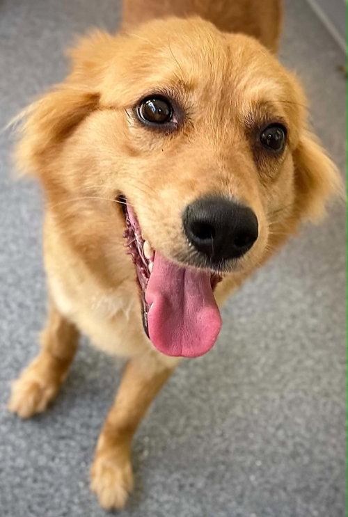 Ivy, an adoptable Shepherd in Low Moor, VA