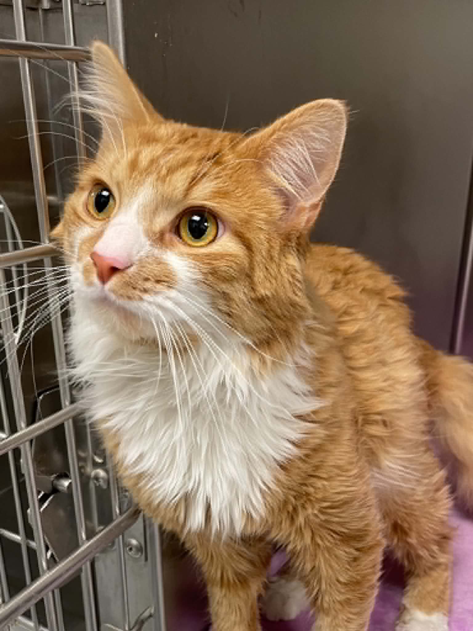 Simba - Extra-Toes Cat (Hemingway Polydactyl)