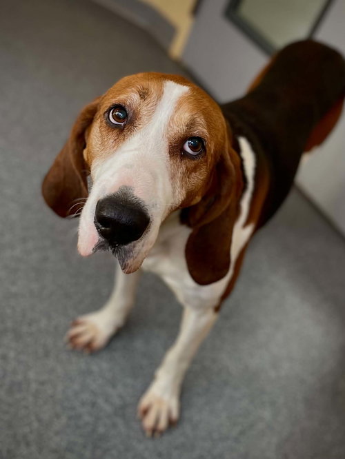 Waylon, an adoptable Treeing Walker Coonhound in Low Moor, VA