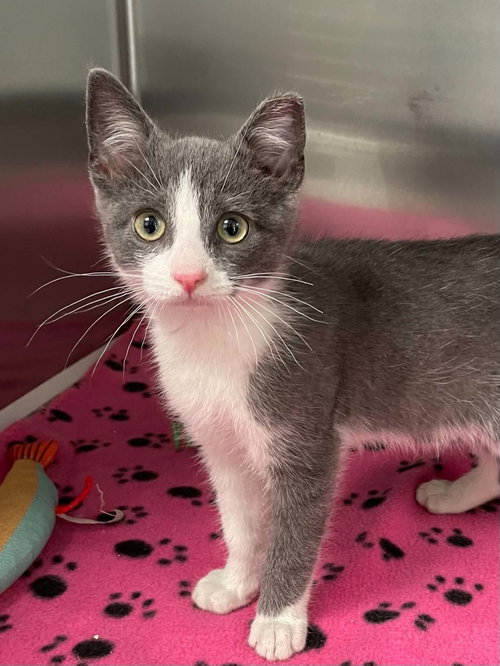 Dexter, Young Domestic Short Hair (short coat), cat for adoption in Blacksburg, Virginia