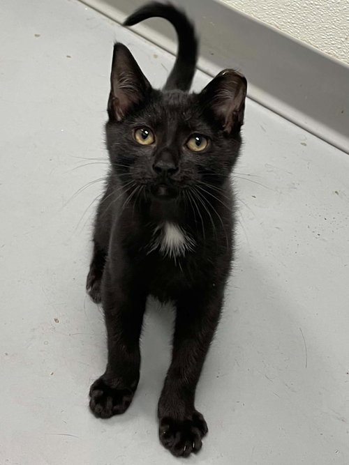 Arhur, Young Domestic Short Hair (short coat), cat for adoption in Blacksburg, Virginia