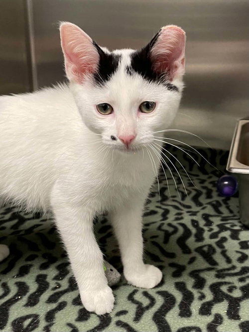 Marilyn, Young Domestic Short Hair (short coat), cat for adoption in Blacksburg, Virginia